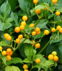 Chilli Aji Charapita Yellow - Capsicum chinense - osivo chilli - 7 ks