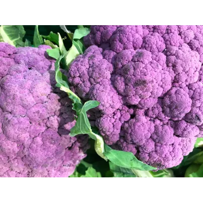 Květák fialový Grafitti F1 - Brassica oleracea L. convar. botrys - osivo květáku - 10 ks