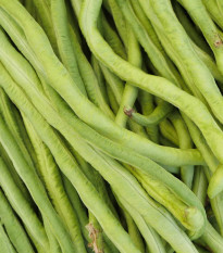 Vigna čínská Metro - Vigna sinensis - osivo - 40 ks