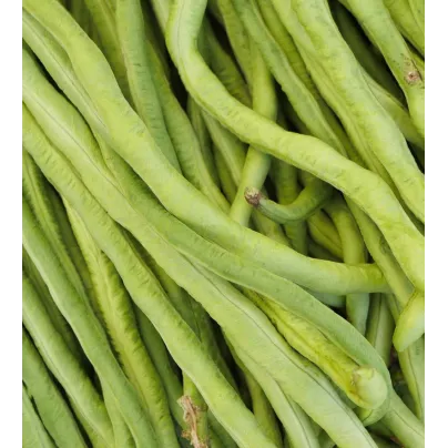 Vigna čínská Metro - Vigna sinensis - osivo - 40 ks