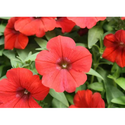 Petúnie Scarlet - Petunia nana compacta - osivo petúnie - 20 ks