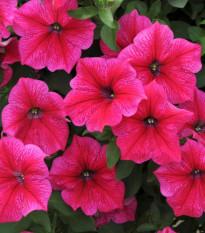 Petúnie Rose of Heavens - Petunia nana compacta - osivo petúnie - 20 ks