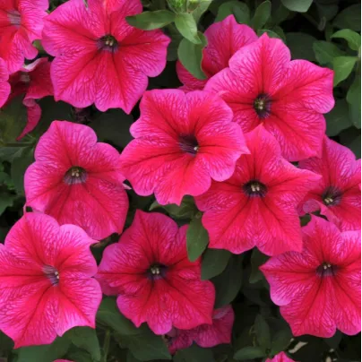 Petúnie Rose of Heavens - Petunia nana compacta - osivo petúnie - 20 ks