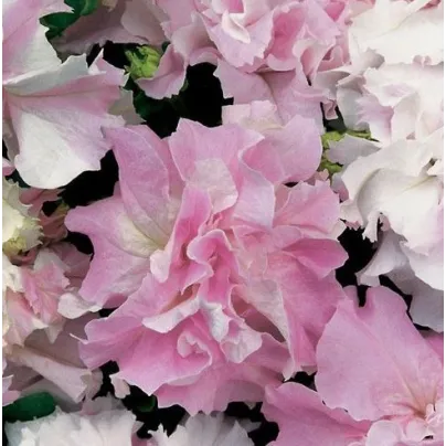Petúnie Pirouette Orchid Mist F1 - Petunia grandiflora - osivo petúnie - 20 ks