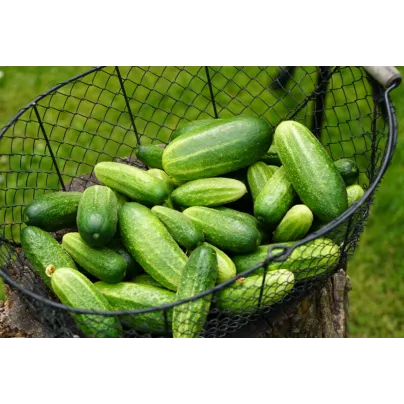 Okurka nakládačka Vorgebirgstrauben - Cucumis sativus - osivo okurky - 20 ks