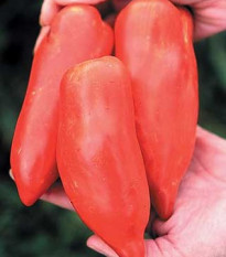 Rajče Howard - Solanum lycopersicum - osivo rajčata - 7 ks