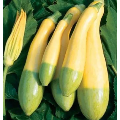 Cuketa Zephyr F1 - Cucurbita pepo - osivo cukety - 6 ks