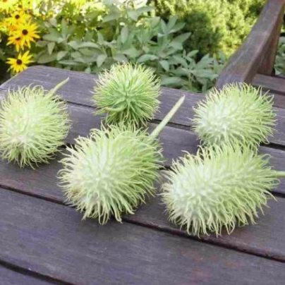 Okurka okrasná - Cucumis hirsutus - osivo okurky - 6 ks
