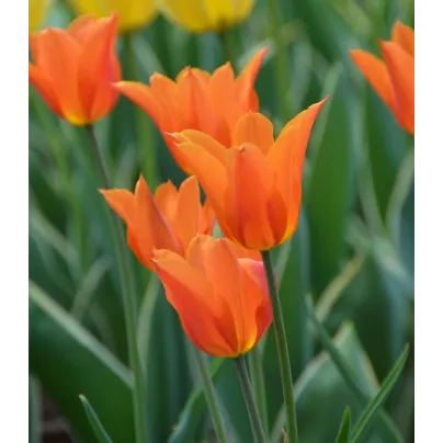 Tulipán Ballerina - Tulipa - cibule tulipánů - 3 ks