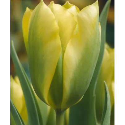 Tulipán Formosa - Tulipa - cibule tulipánů - 3 ks