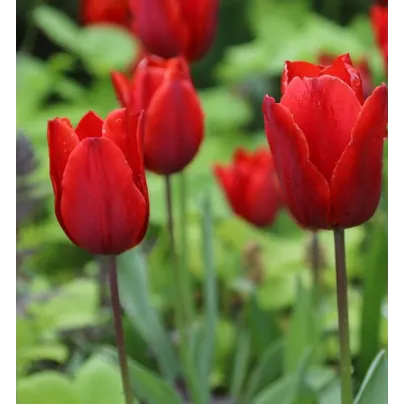 Tulipán Red Triumph - Tulipa - cibule tulipánů - 3 ks