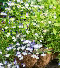 Lobelka nadmutá - Lobelia inflata - osivo lobelky - 25 ks