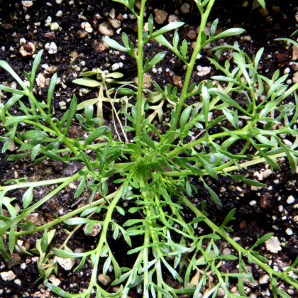 Maka peruánská - Peruánská viagra - Lepidium Meyenii - prodej semen - 5 ks 