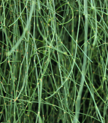 Chvojník viridis - Ephedra viridis - semena - 8 ks