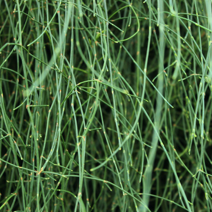 Chvojník viridis - Ephedra viridis - semena - 8 ks