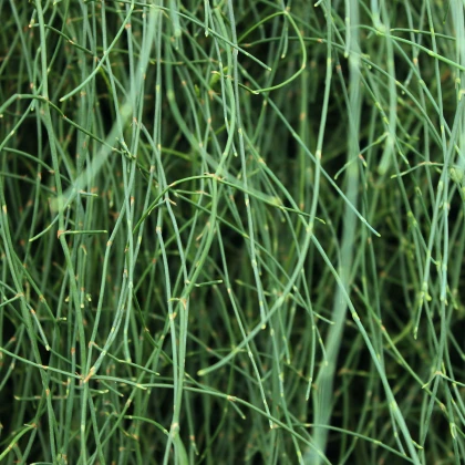 Chvojník viridis - Ephedra viridis - osivo chvojníku - 8 ks