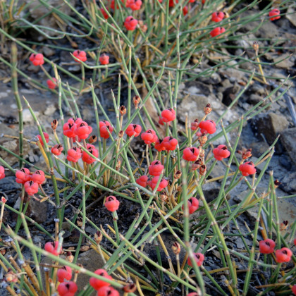 Chvojník nevadský - Ephedra nevadensis - semena - 8 ks