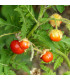 Rajče Liči - Solanum sisymbriifolium - osivo rajčat - 6 ks