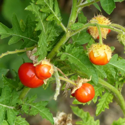 Rajče Liči - Solanum sisymbrifolium - osivo rajčat - 6 ks