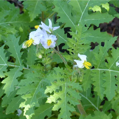 Rajče Liči - Solanum sisymbrifolium - osivo rajčat - 6 ks