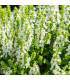 Šalvěj Victoria White - Salvia farinacea - osivo šalvěje - 12 ks