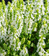 Šalvěj Victoria White - Salvia farinacea - osivo šalvěje - 12 ks