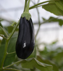 Lilek český raný - Solanum melongena - osivo lilku - 100 ks