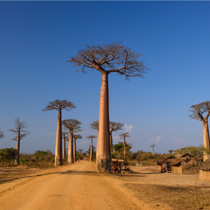 Baobab grandidieri - Adansonia grandidieri - semena baobabu - 2 ks
