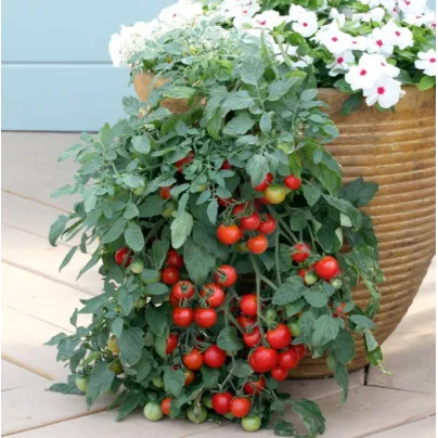 Rajče cherry Tumbler - Solanum lycopersicum - osivo rajčat - 6 ks