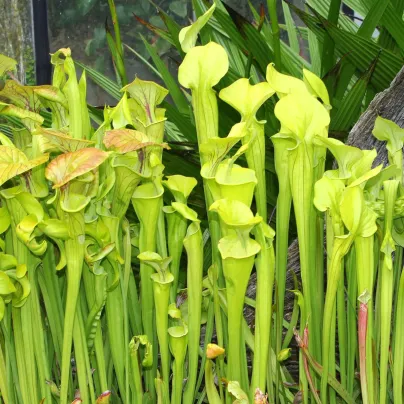 Špirlice náhorní - Sarracenia oreophilla - osivo špirlice - 12 ks