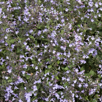 Marulka lékařská - Calamintha nepeta - osivo saturejky - 300 ks