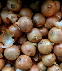 Cibule kuchyňská Sturon - Allium cepa - osivo cibule - 250 ks