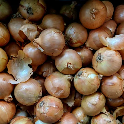 Cibule kuchyňská Sturon - Allium cepa - osivo cibule - 250 ks