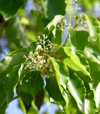 Kafrovník lékařský - Skořicovník kafrovník - Cinnamomum camphora - osivo kafrovníku - 6 ks