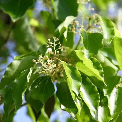 Kafrovník lékařský - Skořicovník kafrovník - Cinnamomum camphora - osivo kafrovníku - 6 ks