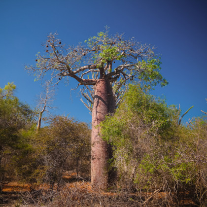 Baobab Fony - Lahvový strom - Adansonia fony - semena baobabu - 2 ks