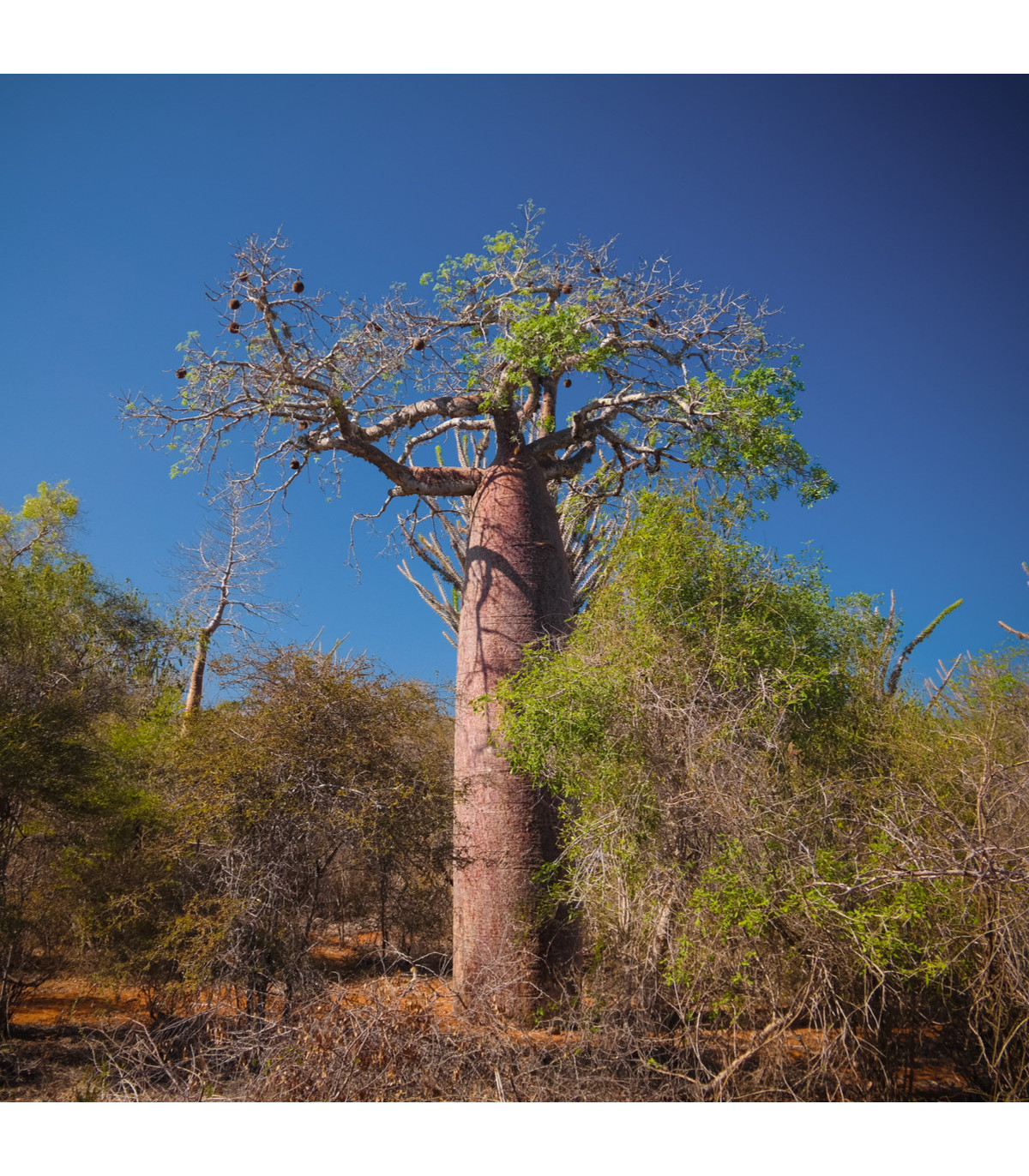 Baobab Fony - Lahvový strom - Adansonia fony - semena baobabu - 2 ks