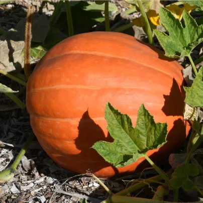 Tykev Golden Delicious - Cucurbita maxima - osivo tykve - 5 ks