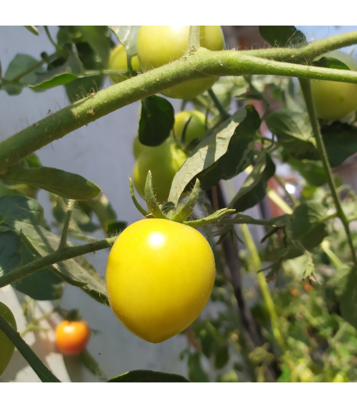 Rajče Lemon Plum - Solanum lycopersicum - osivo rajčat - 6 ks
