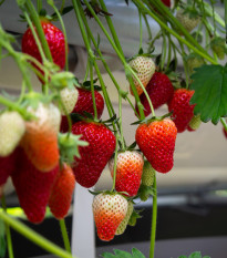 Jahodník velkoplodý Temptation  - Fragaria ananassa - prodej semen jahodníku - 10 ks