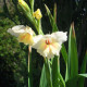 Gladiol Nanus Halley - Gladiolus - hlízy gladiol - 3 ks