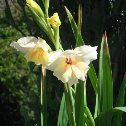 Gladiol Nanus Halley - Gladiolus - hlízy gladiol - 3 ks