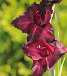 Gladiol Black Star - Gladiolus - hlízy gladiol - 3 ks