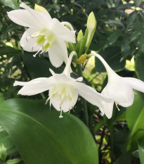 Líbenka - Eucharis - cibule líbenky - 1 ks