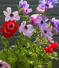 Sasanka St. Birgit - směs - Anemone - hlízy sasanek - 3 ks