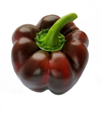 Paprika Hnědá kráska - Capsicum annuum - osivo papriky - 9 ks