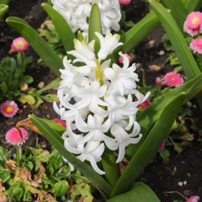 Hyacint Carnegie - Hyacinthus - cibule hyacintů - 1 ks