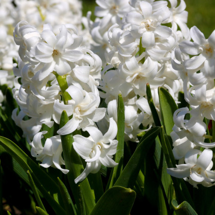 Hyacint White pearl - Hyacinthus orientalis - cibule hyacintů - 1 ks