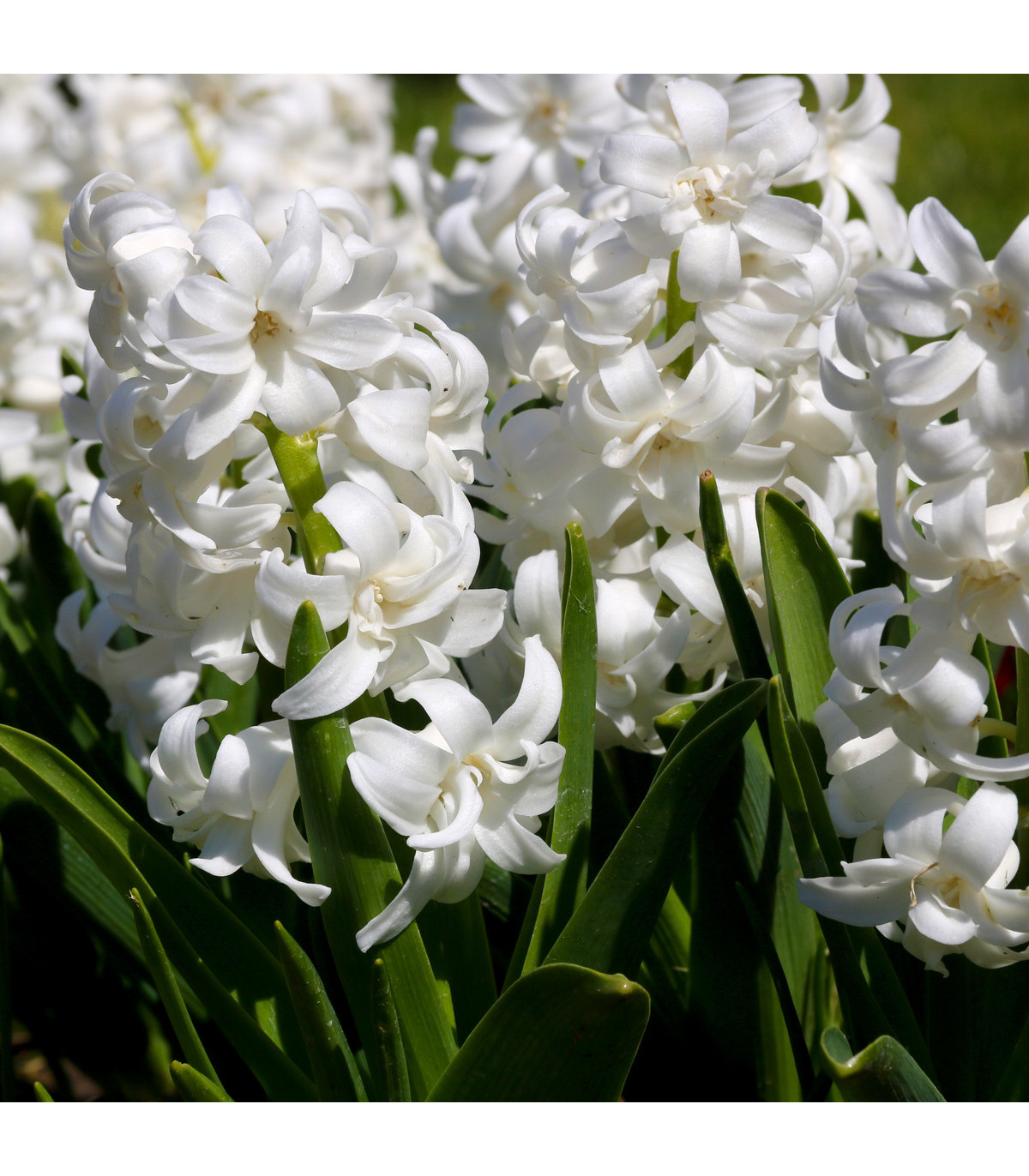 Hyacint White pearl - Hyacinthus orientalis - cibule hyacintů - 1 ks