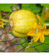 BIO Okurka Lemon - Cucumis sativus - bio osivo okurky - 8 ks
